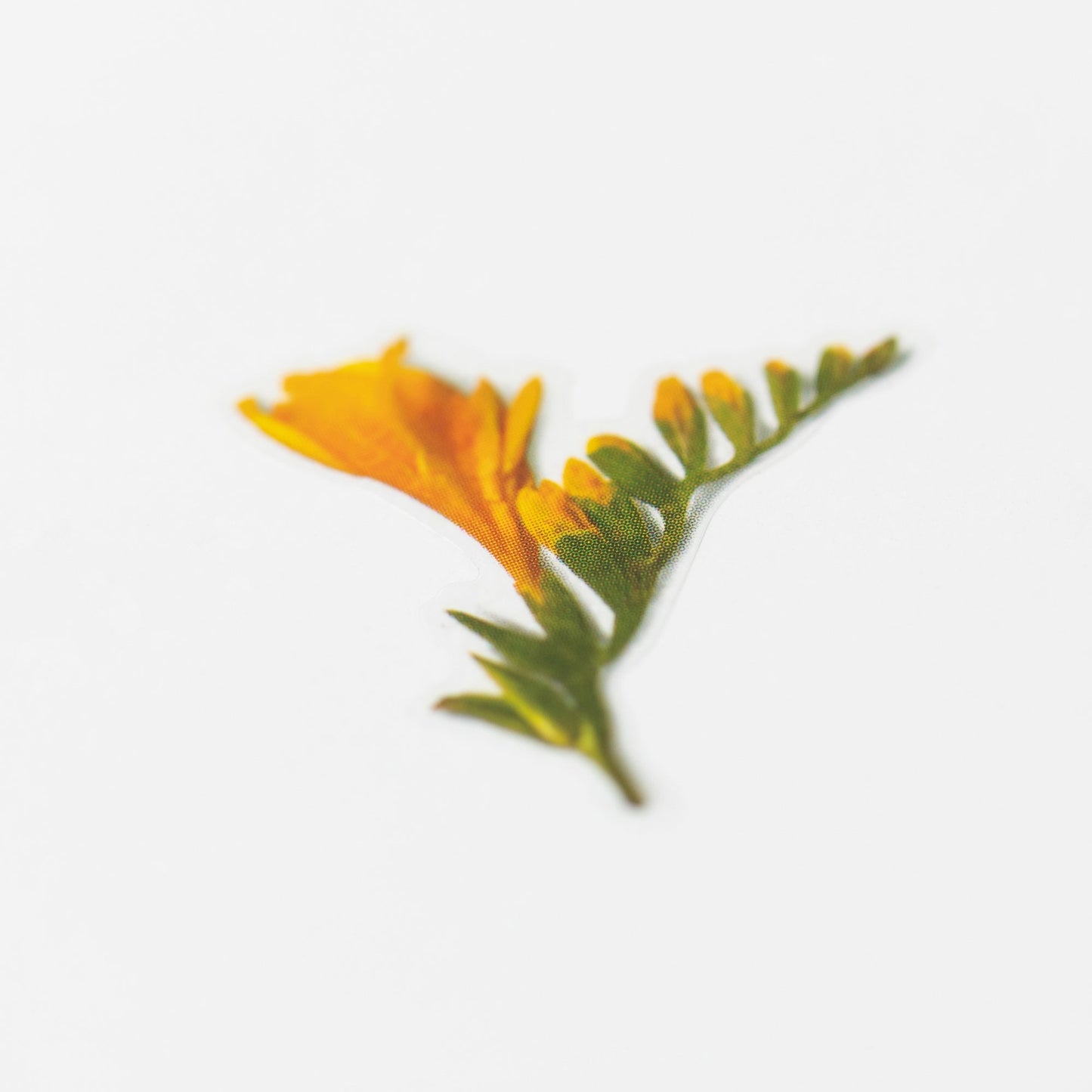 押し花シール - フリージア
