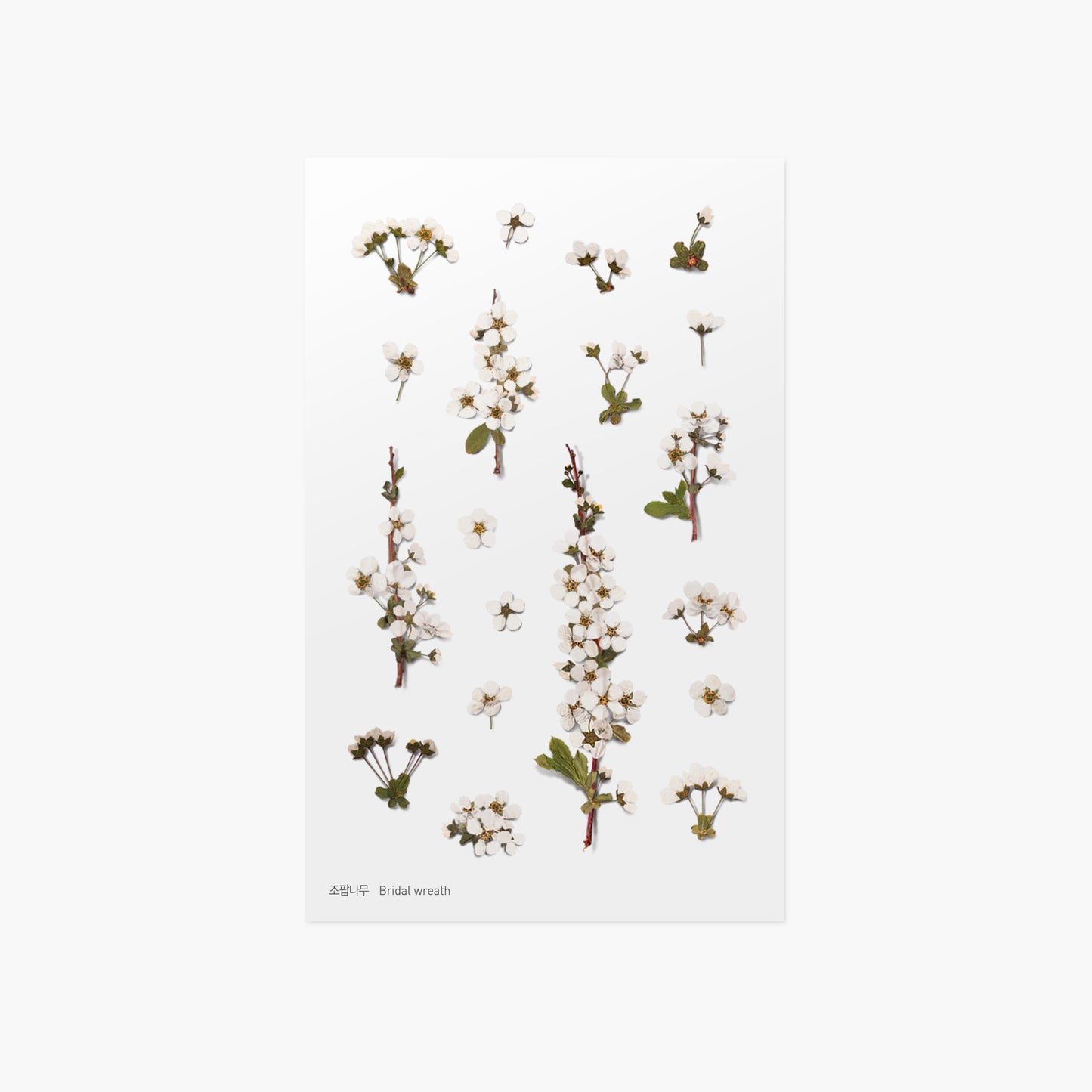 Appree 押し花シール コデマリ 小手毬 (Pressed Flower Sticker APS-010)