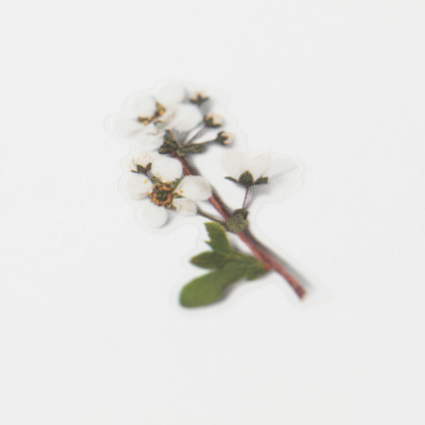 Appree 押し花シール コデマリ 小手毬 (Pressed Flower Sticker APS-010)