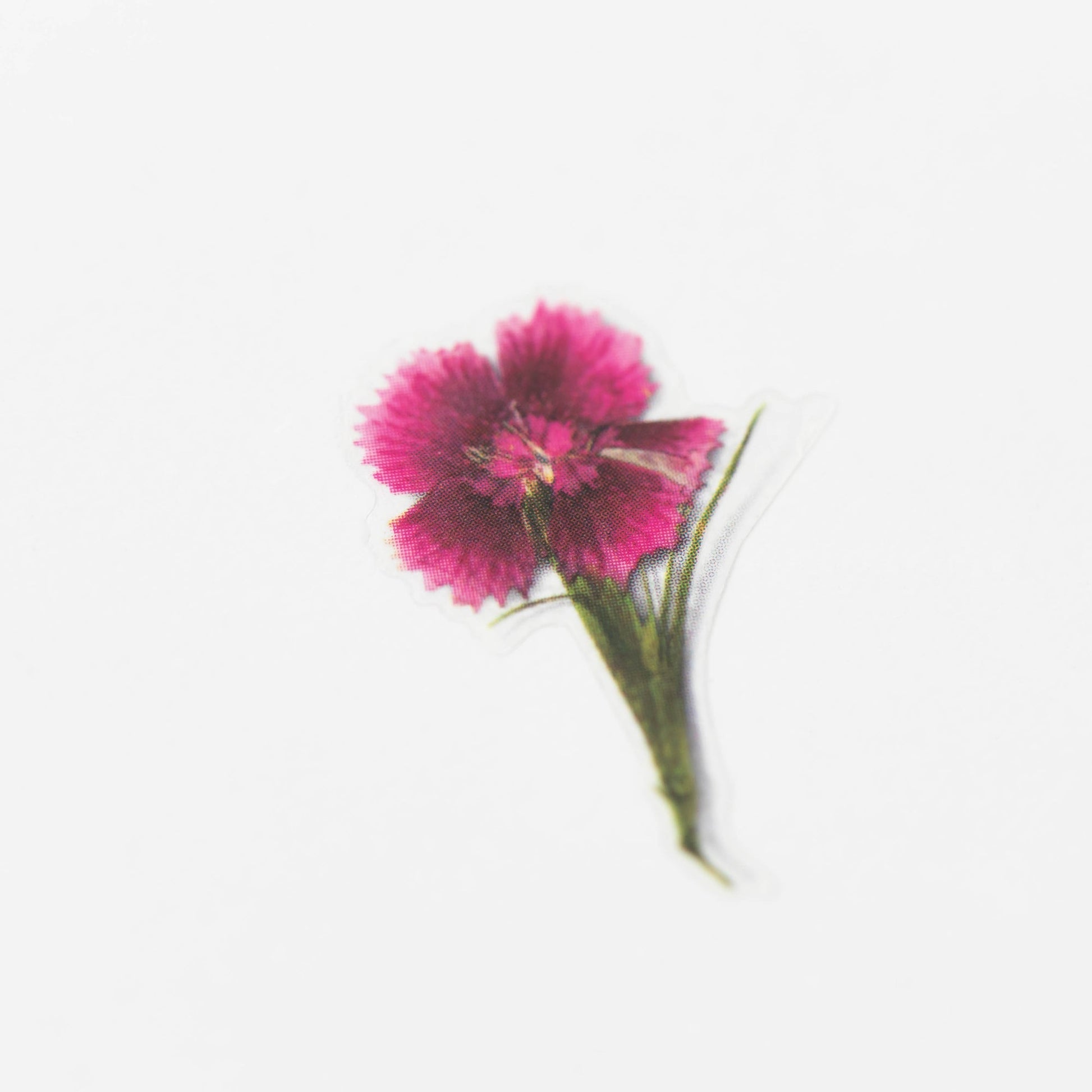 押し花シール ナデシコ