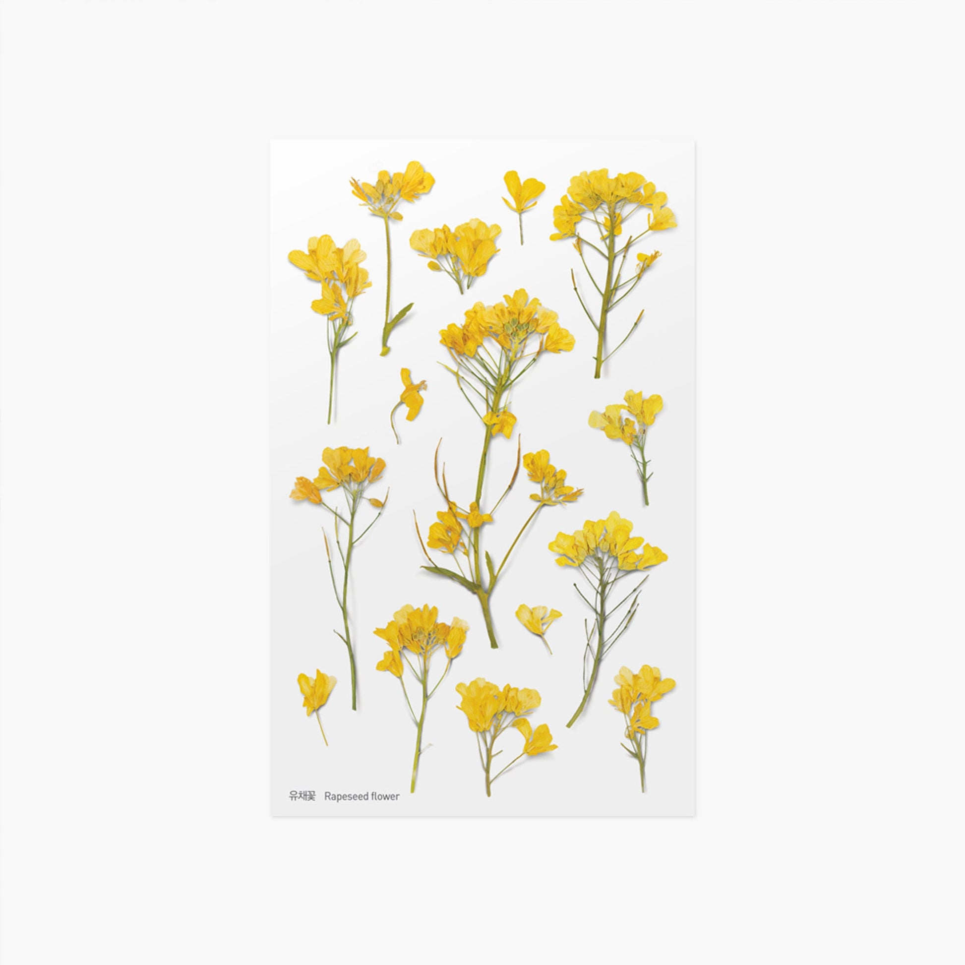 Appree 押し花シール 菜の花 (Pressed Flower Sticker APS-020)