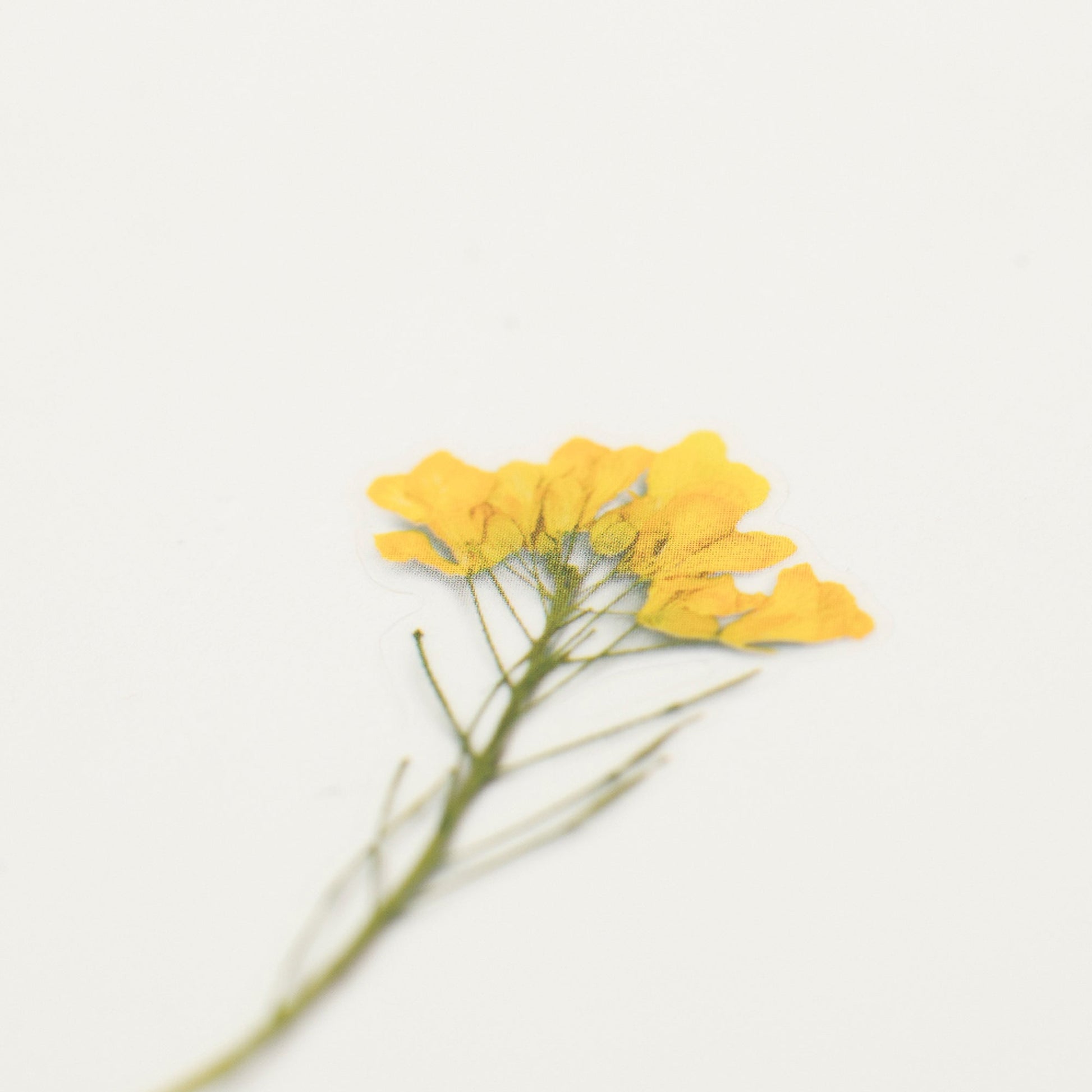 Appree 押し花シール 菜の花 (Pressed Flower Sticker APS-020)