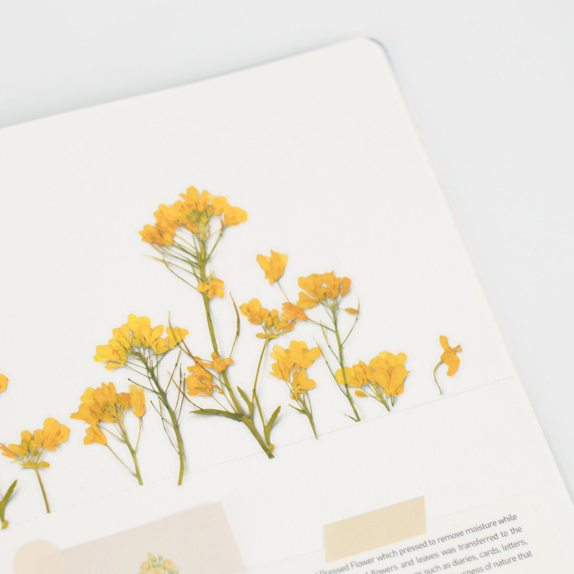 Appree 押し花シール 菜の花 (Pressed Flower Sticker APS-020)