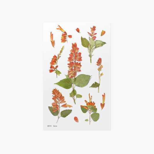 Appree 押し花シール サルビア (Pressed Flower Sticker APS-025)