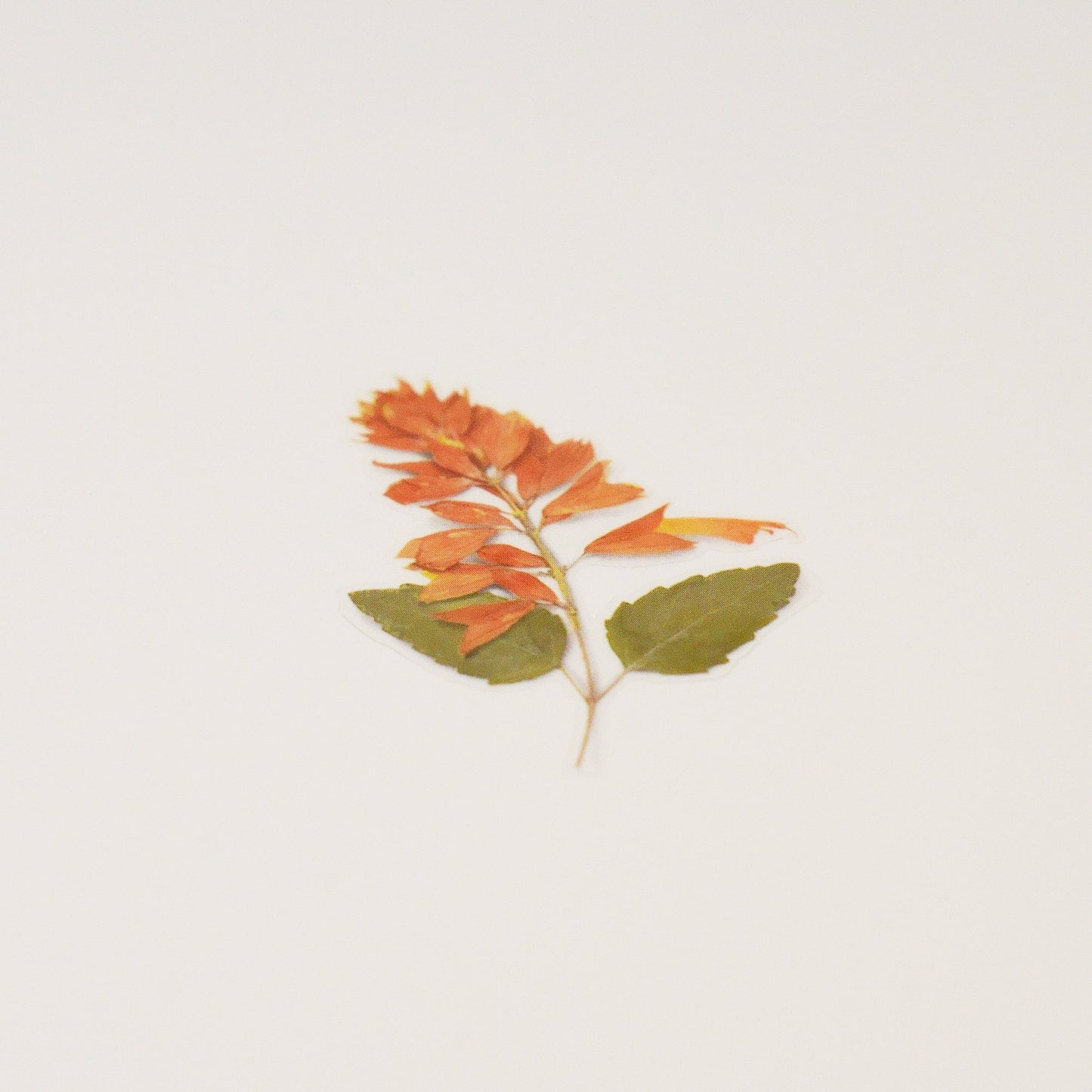 Appree 押し花シール サルビア (Pressed Flower Sticker APS-025)