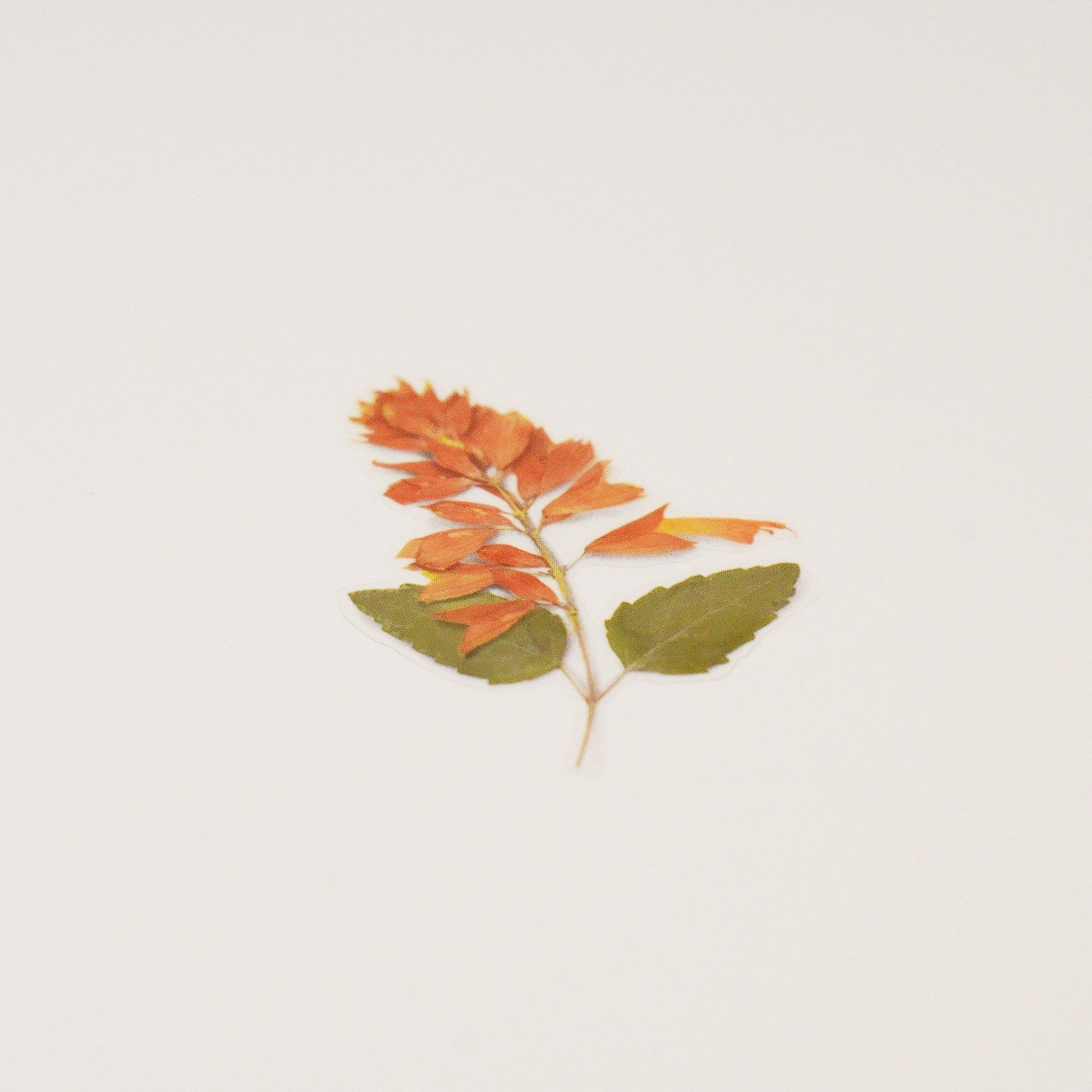 Appree 押し花シール サルビア (Pressed Flower Sticker APS-025)