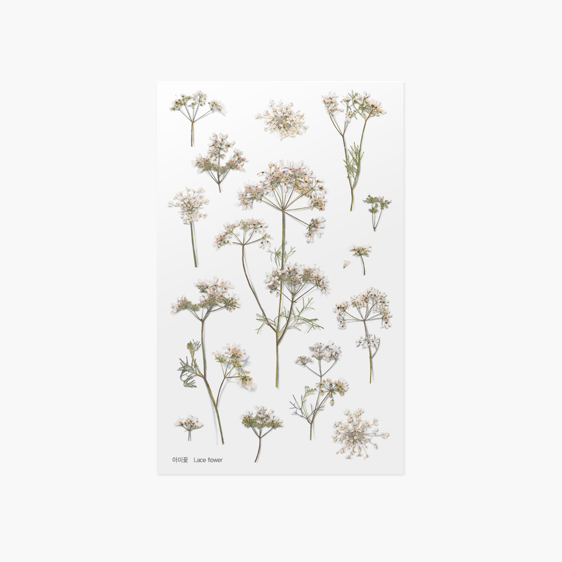 押し花シール レースフラワー Appree