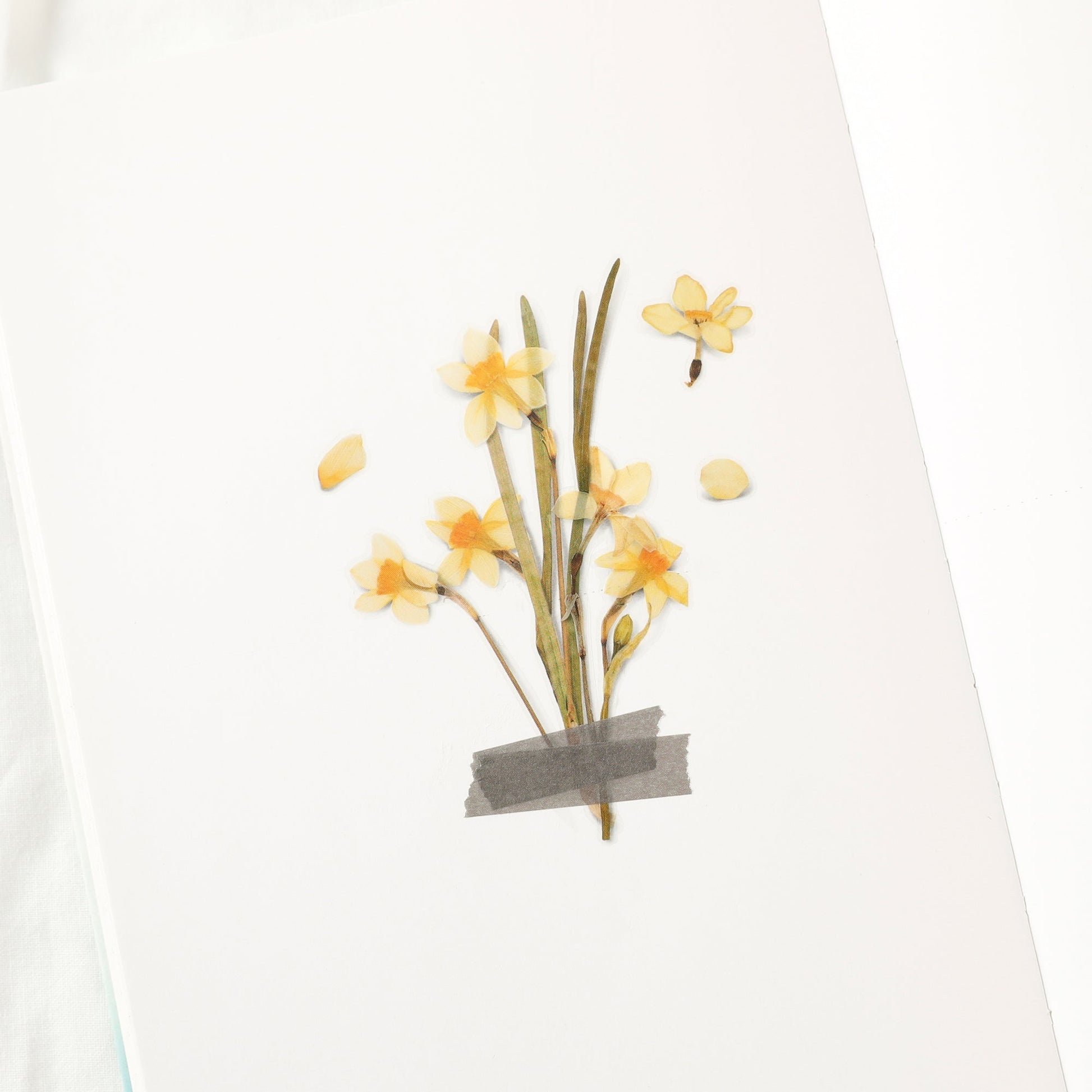 韓国シール 押し花シール 水仙 Appree
