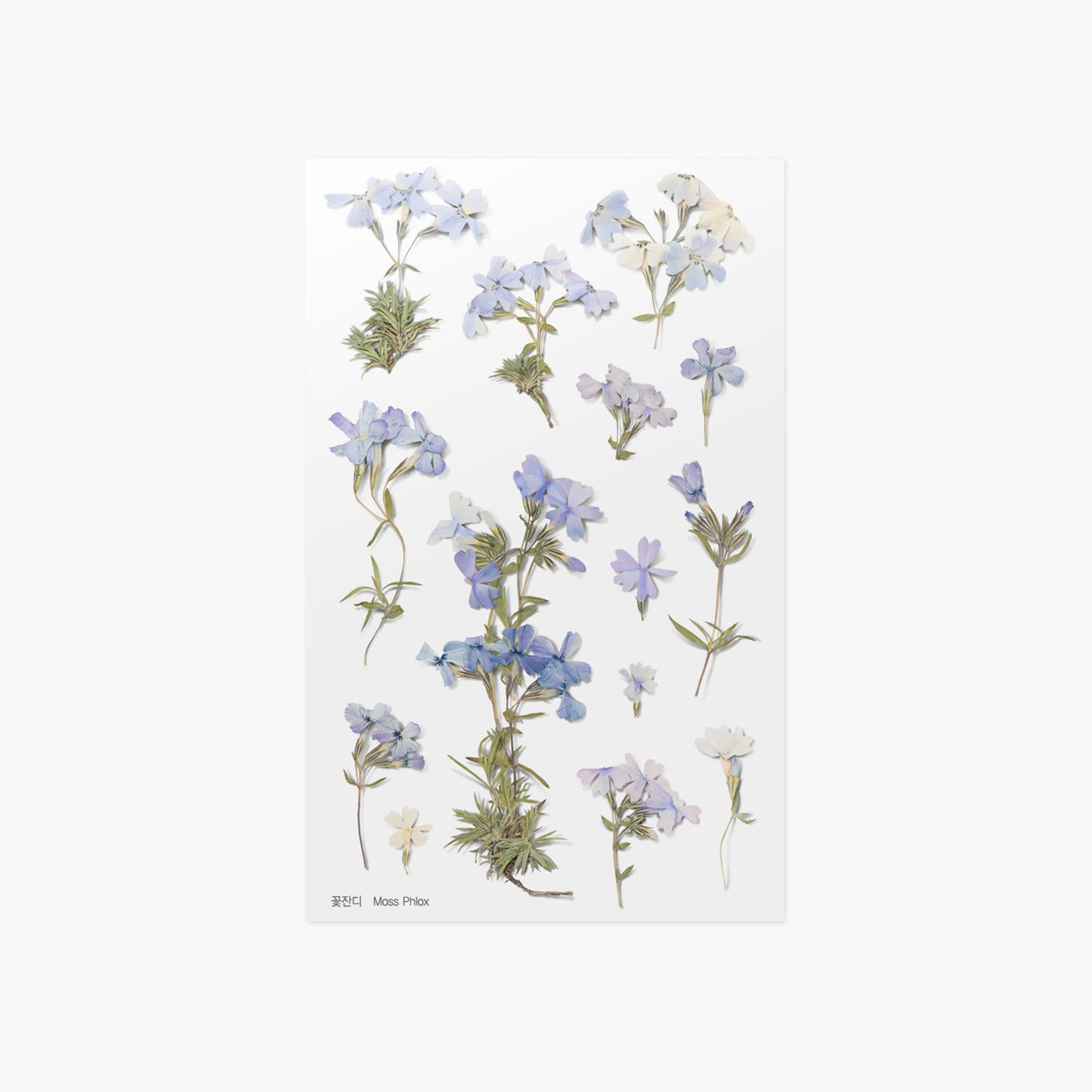 韓国シール 押し花シール 芝桜 Appree