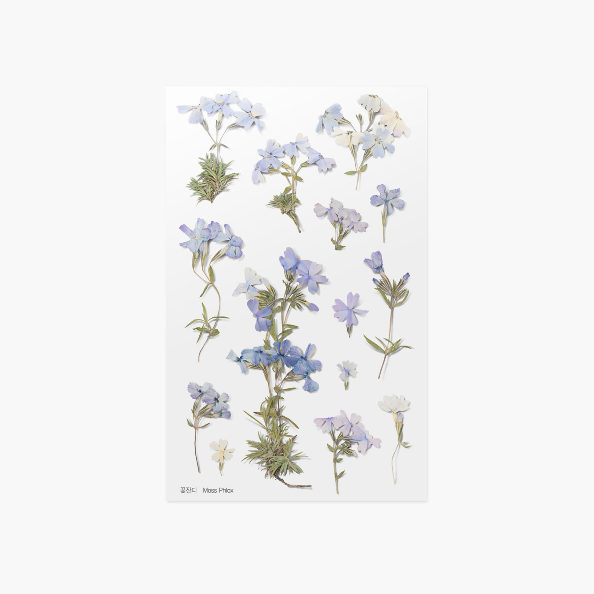 韓国シール 押し花シール 芝桜 Appree