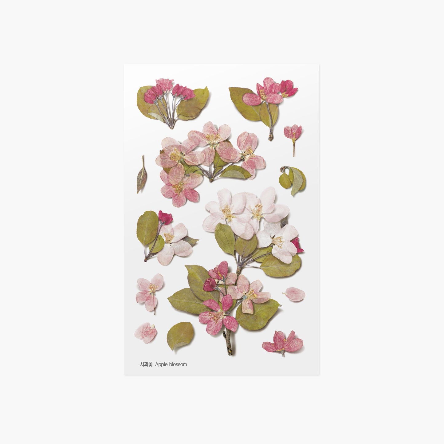 韓国シール 押し花シール りんごの花 Appree