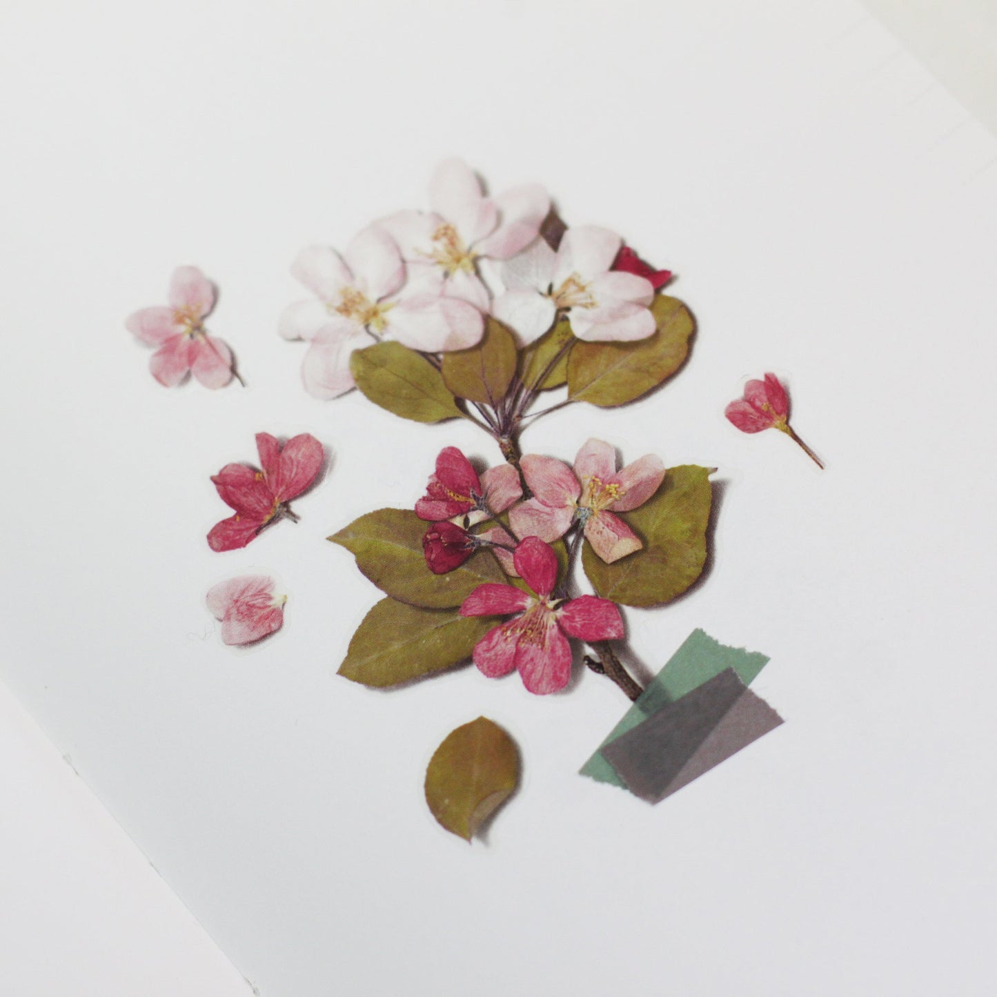 韓国シール 押し花シール りんごの花 Appree