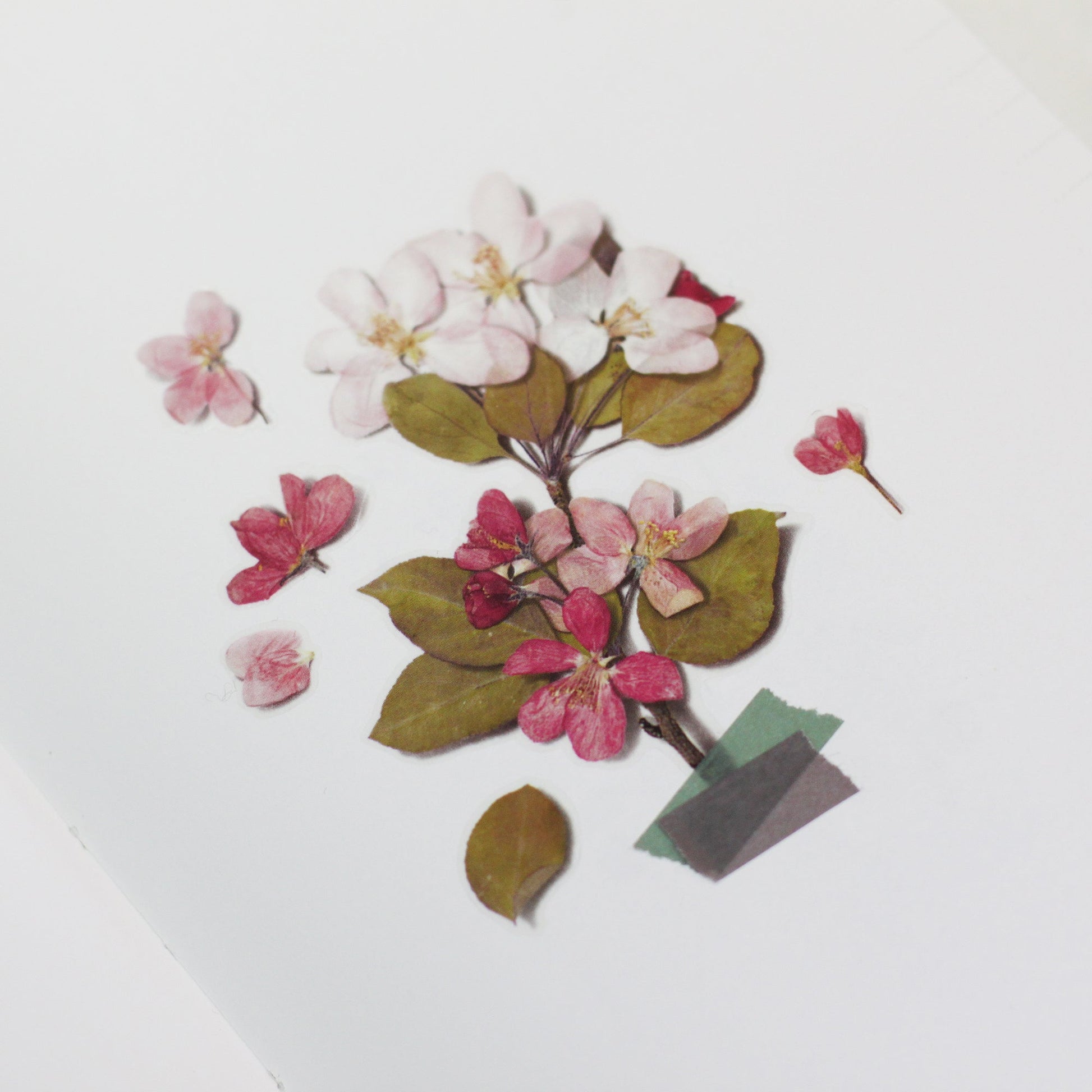 韓国シール 押し花シール りんごの花 Appree