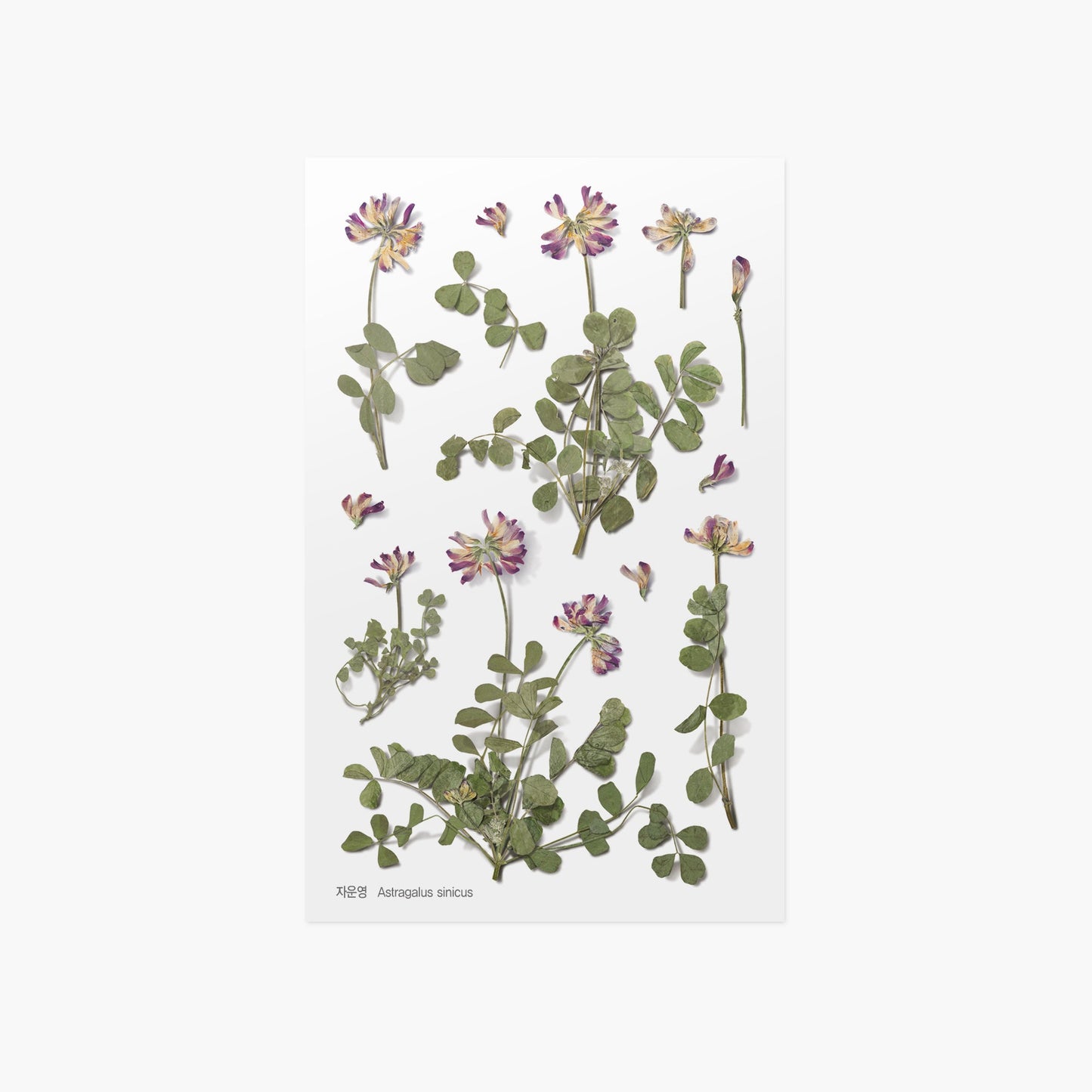 韓国シール 押し花シール 蓮華草(レンゲソウ)Appree