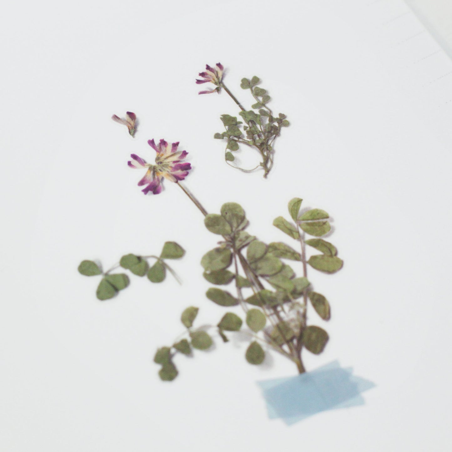 韓国シール 押し花シール 蓮華草(レンゲソウ)Appree