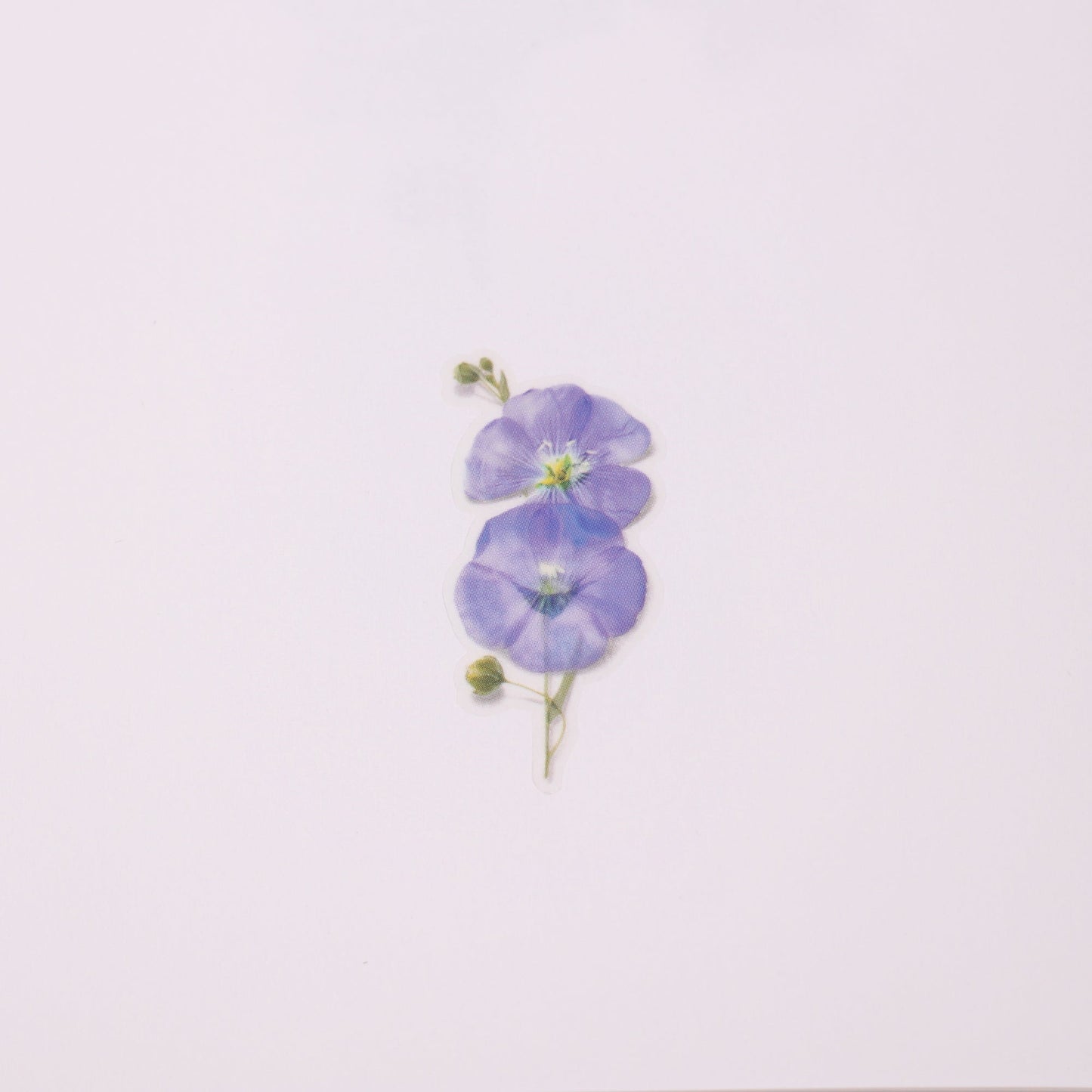 韓国シール 押し花シール フラックス Appree