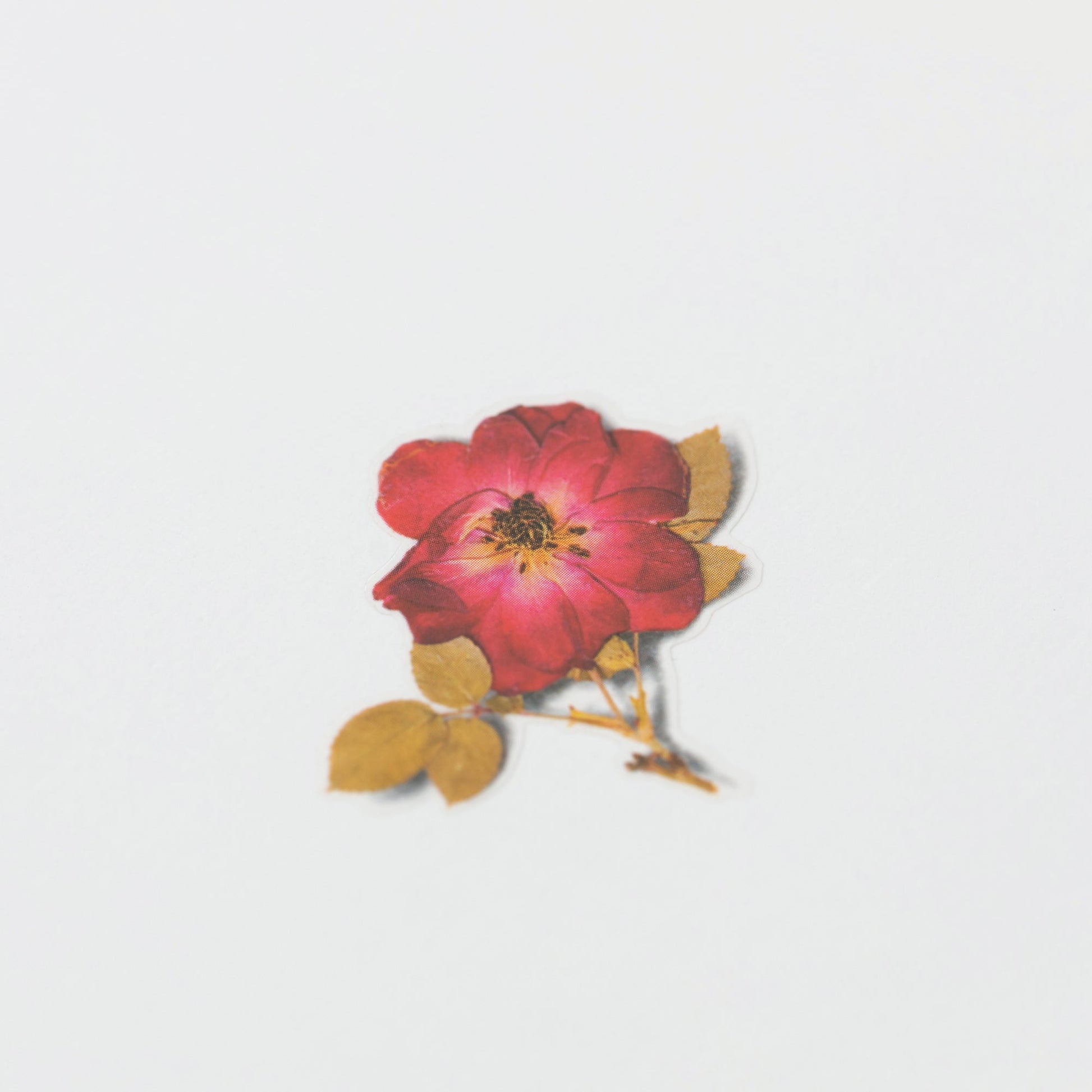 押し花シール ミニバラ