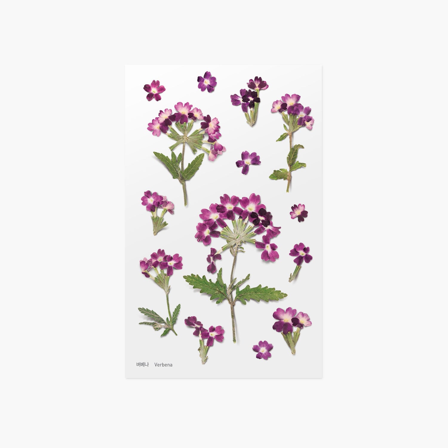 押し花シール バーベナ