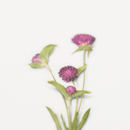 押し花シール 千日紅