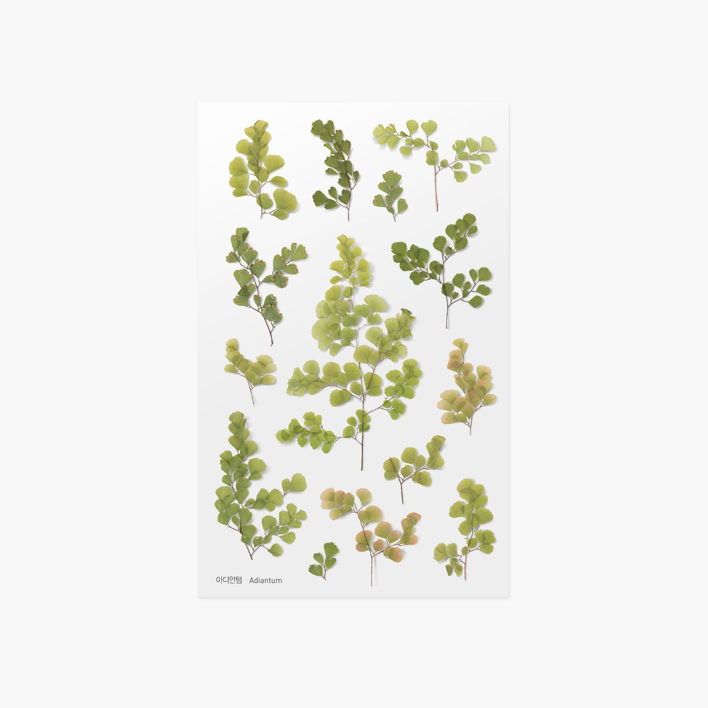Appree 押し花シール アジアンタム (Pressed Flower Sticker APS-021)