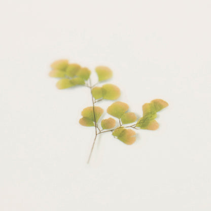Appree 押し花シール アジアンタム (Pressed Flower Sticker APS-021)