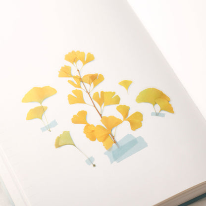 韓国シール 押し花シール イチョウ Appree