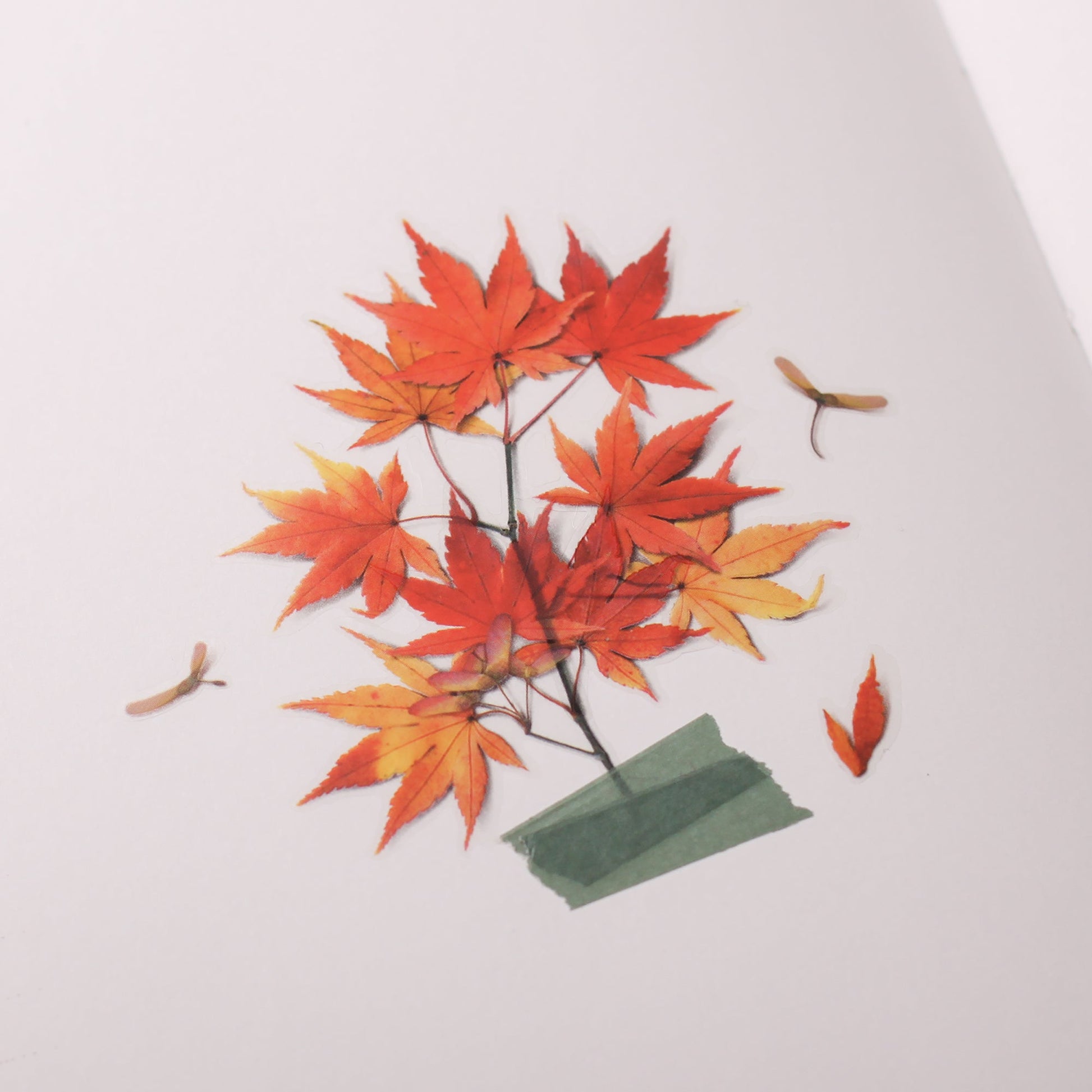 韓国シール 押し花シール もみじ Appree
