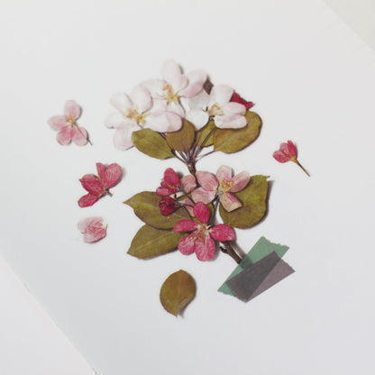韓国シール 押し花シール りんごの花 Appree