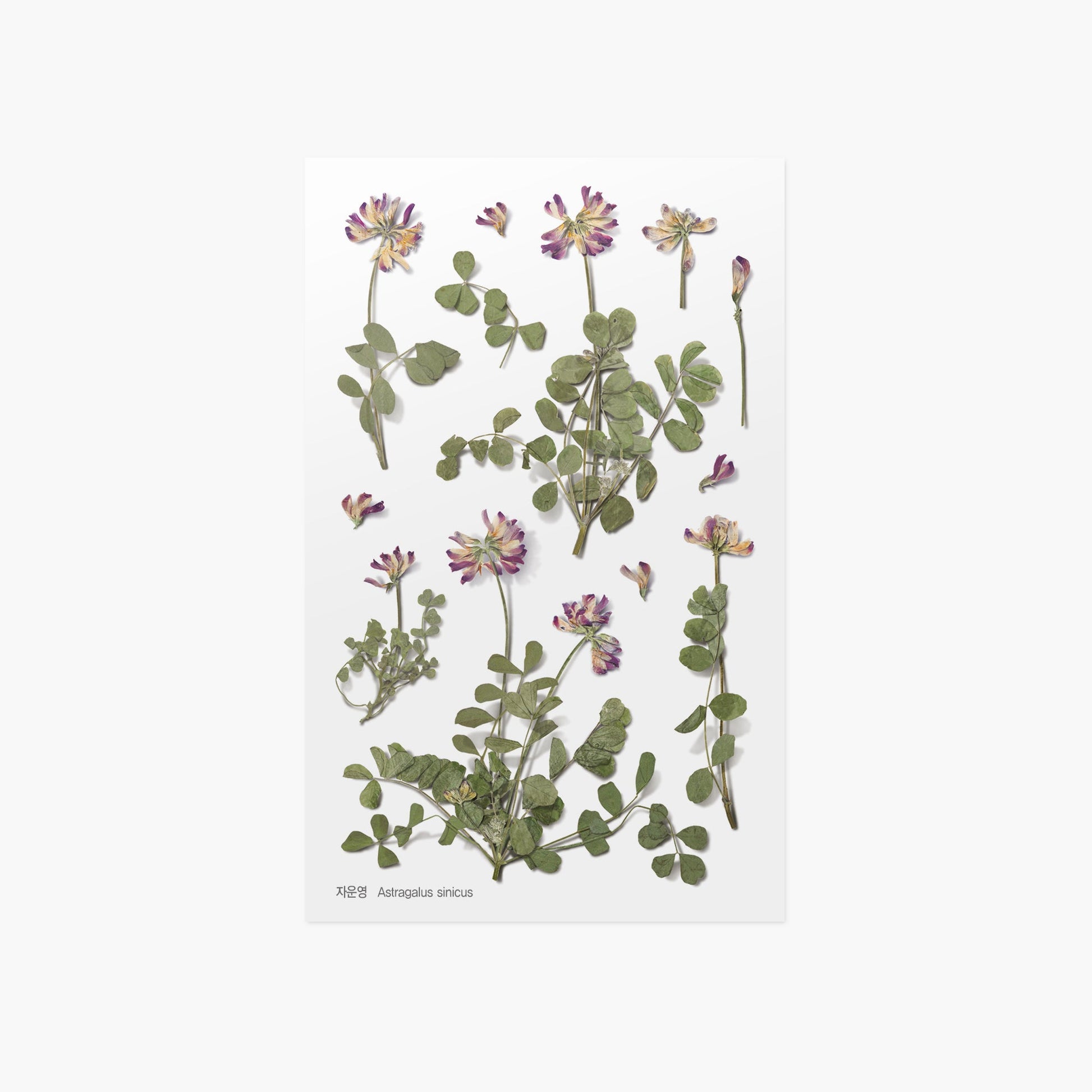 韓国シール 押し花シール 蓮華草（レンゲソウ）Appree