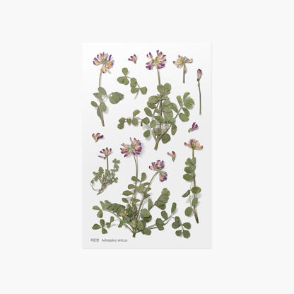 韓国シール 押し花シール 蓮華草（レンゲソウ）Appree