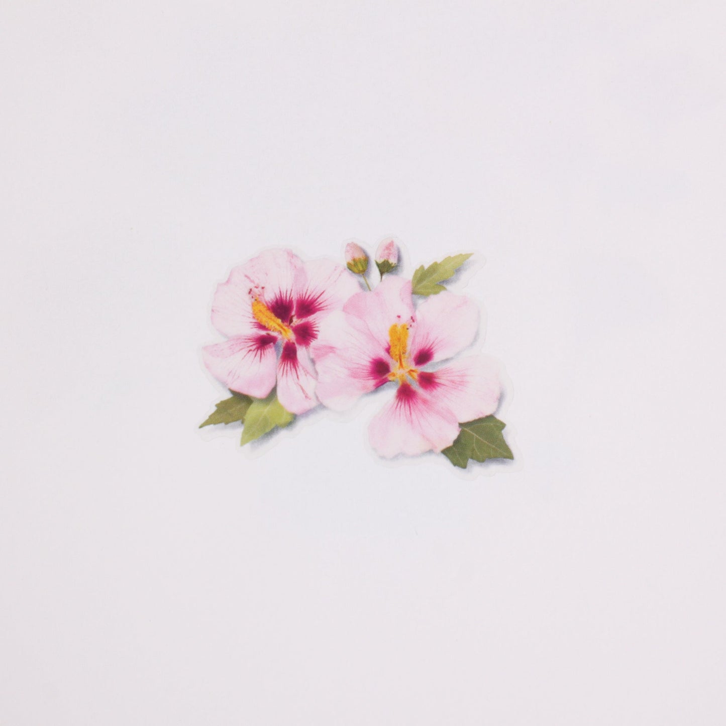 韓国シール 押し花シール ムクゲ Appree