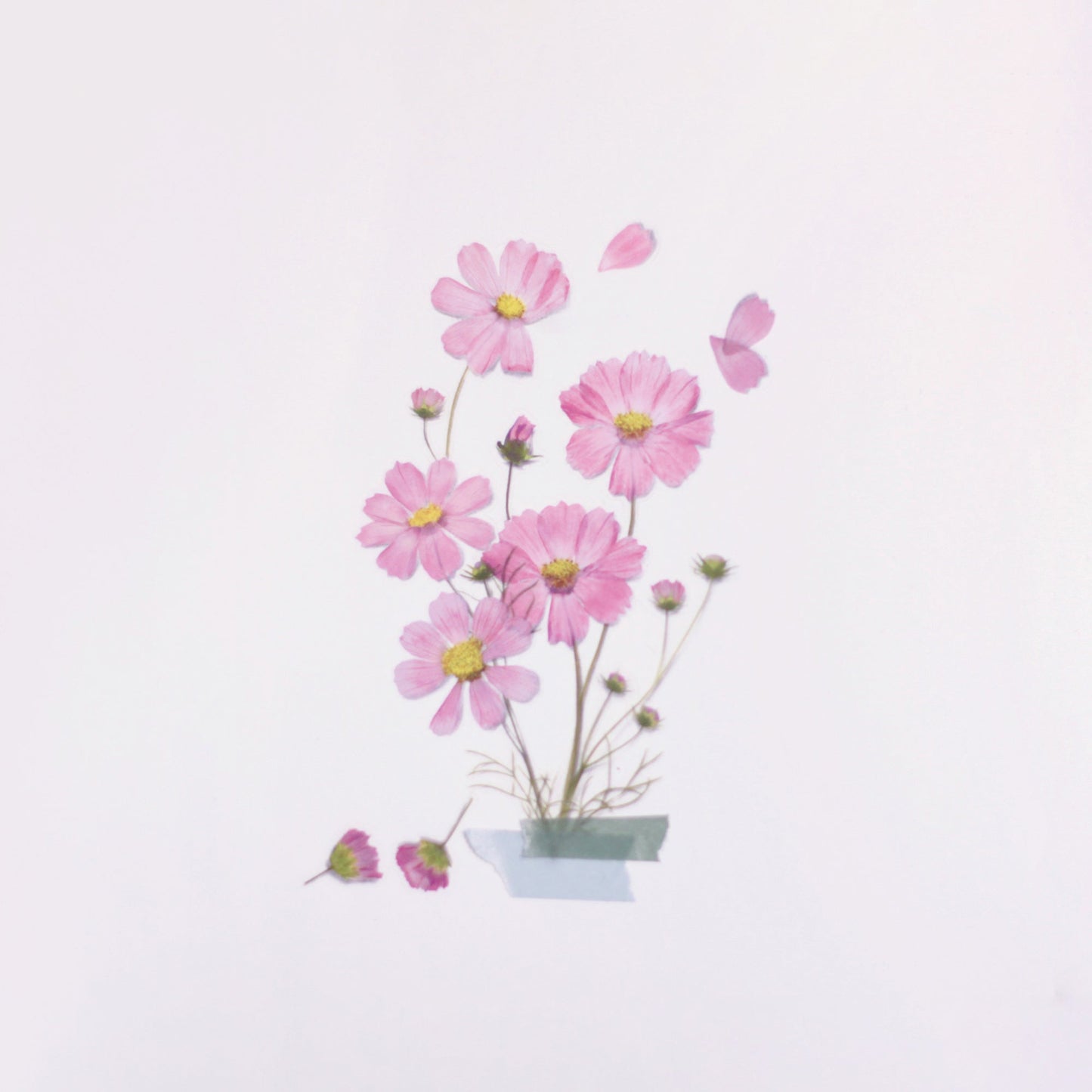 韓国シール 押し花シール コスモス Appree